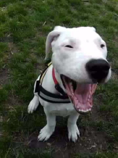 Hanna hat Spaß in der Hundezone