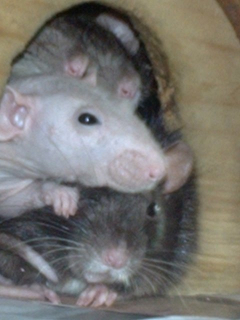 NOCH EIN FOTO-HAT MAN HIER KEINE RUH