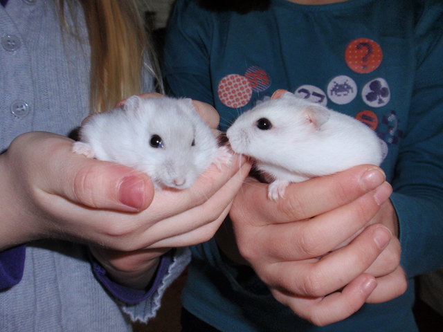 Snow & Flake, unsere süßen dschungarischen Zwerghamster