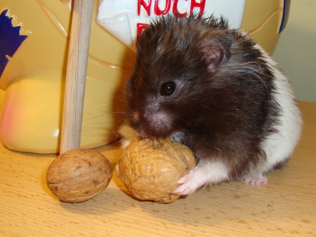 Unser Hamster Lotti