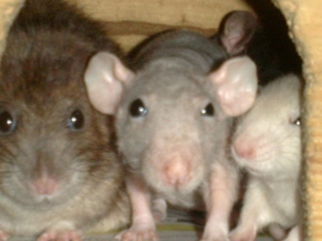 IMMER DIESE DRÄNGEREI