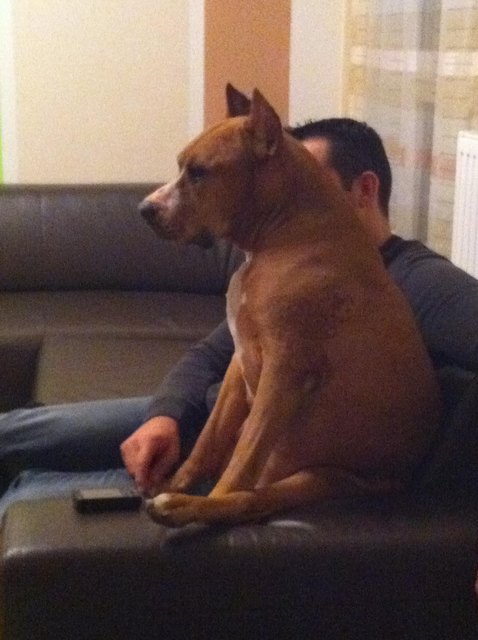 unser liebling beim dsds schauen mit seinem herrli ! er macht es sich immer sehr bequem !