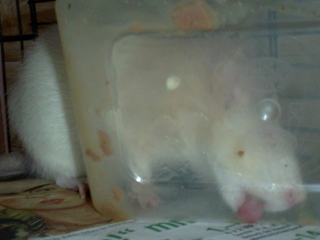 ALLES MUSS WEG SPAR ICH MIR DAS ABWASCHEN