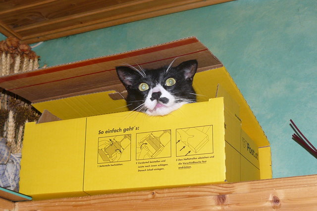 Da wir unseren Kater "Flecki" nicht überall mit nehmen können, hatte er selber eine Idee.