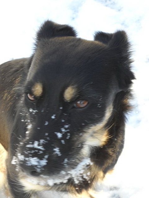 Die Liebsten kommen aus einem Tierheim. Meine Thori.