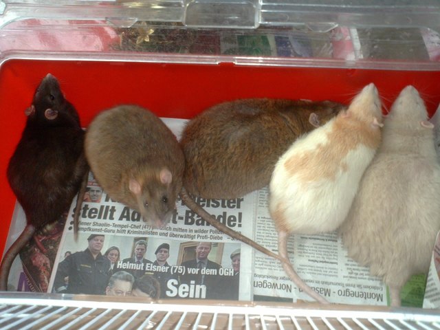 DA WAREN SIE DIE SCHEUNENDRESCHER