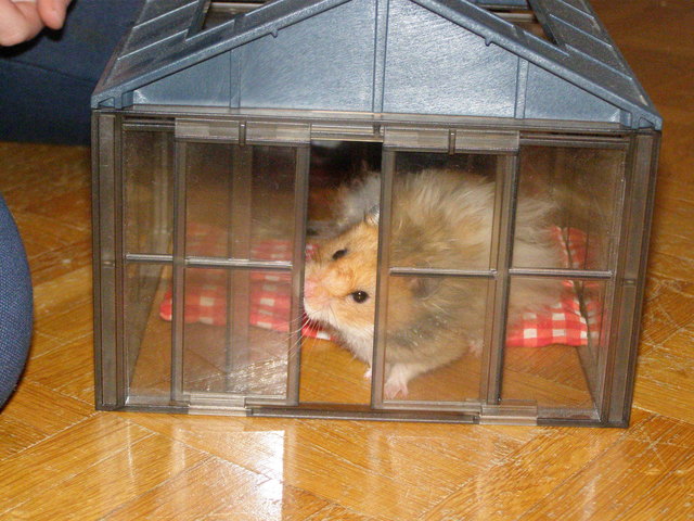 Ein Hamster im Glashaus?