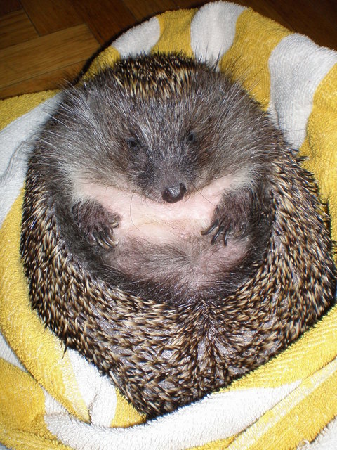 Unser liebstes und außergewöhnlichstes Haustier ist ein Igel