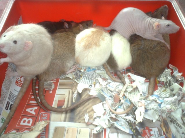 IMMER DIESER KÄFIG PUTZ GEHT UNS AM SCHWANZ VORBEI