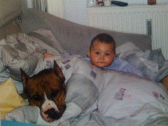 unsere lieblinge ! kein hund ist böse es ist der mensch der den hund böse macht ! und ich würde mich freuen wenn auch solche rassen eine chance haben denn wie man sieht sind die seit babay an eine herz und eine seele!