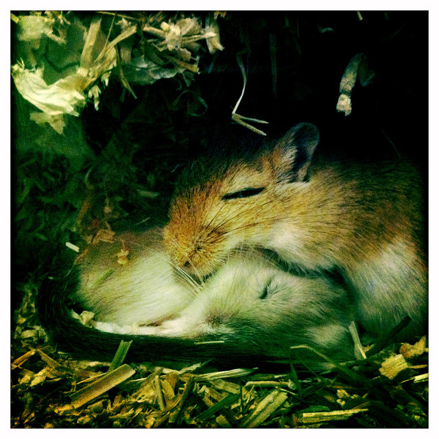 feines mittagsschläfchen von blacky und flo