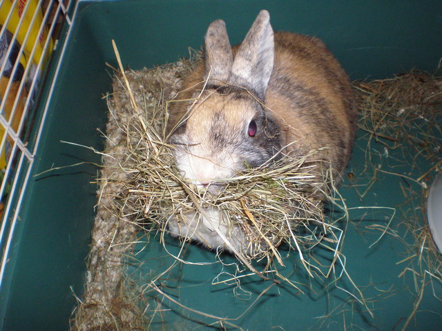 Unsere süße "Angie" beim Nestbau