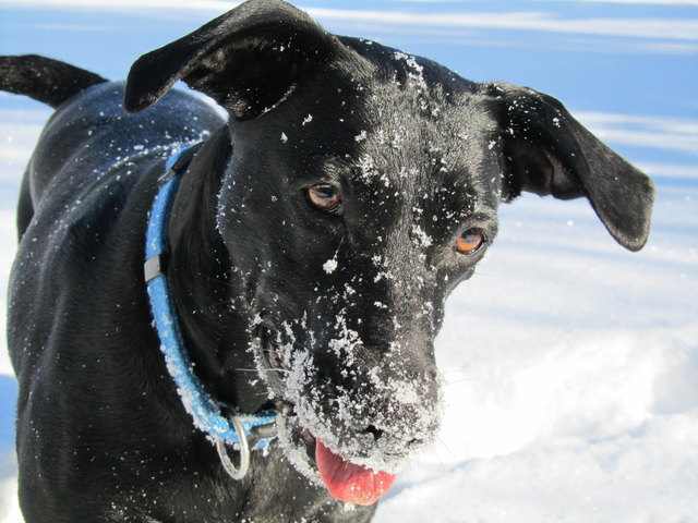 Jenny freut sich- endlich wieder Schnee