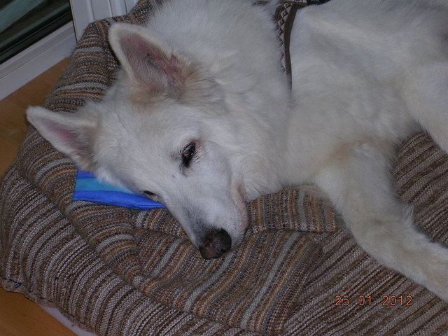 Die 15jährige Diana beim Mittagsschläfchen - ihr Lieblingsplatz mit Schmusekissen