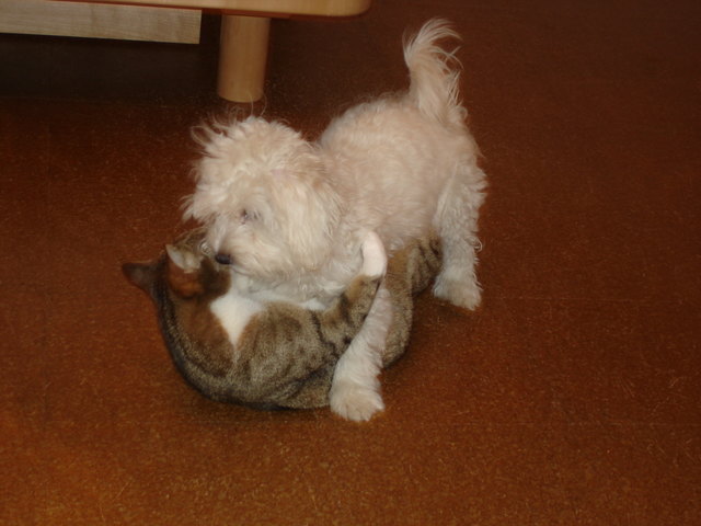 Wir lieben uns- wie Hund und Katz