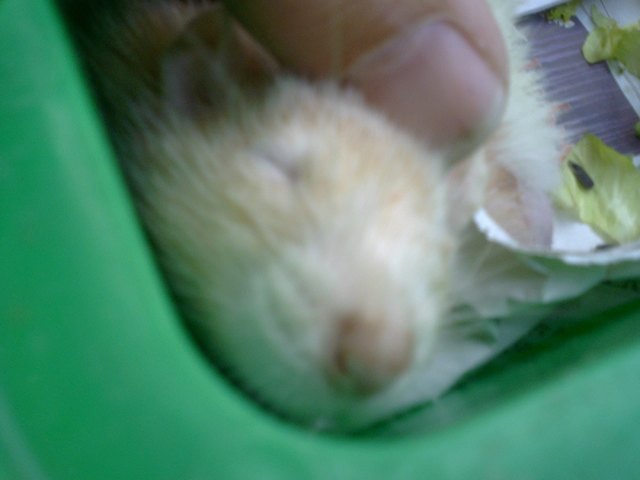 JAJAJAJA HINTER DEN OHREN