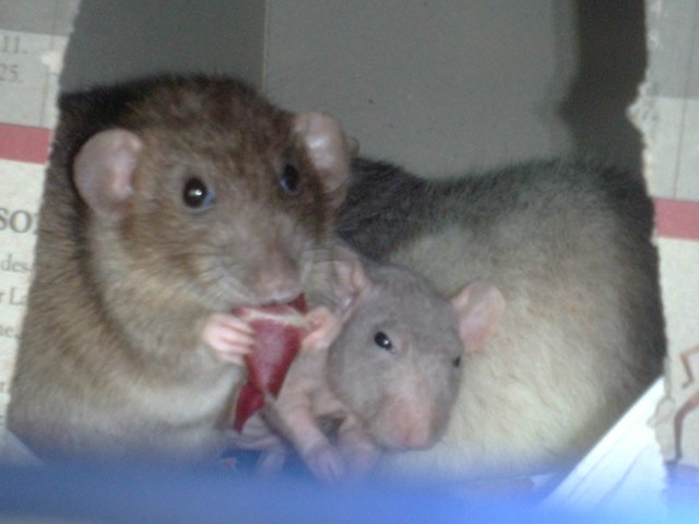 EIN VIEL ZU KURZES LEBEN DAS SIND DIE BESTEN FREUNDE DER WELT