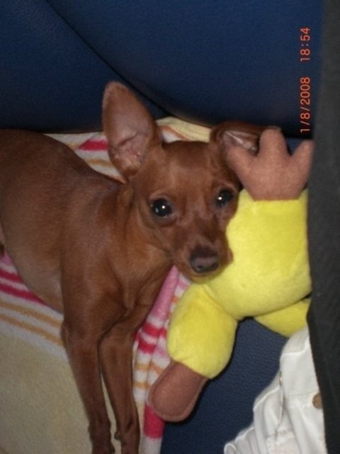 sein liebling ...........