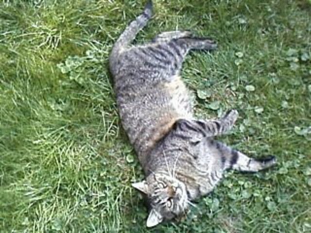 Kater Mogli von Tanja