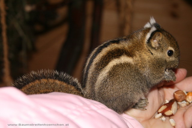 chin. Baumstreifenhörnchen - Jumper