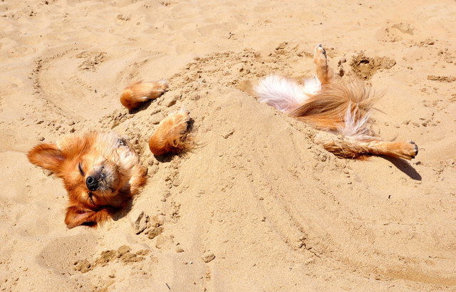 Hallo ich bin Fuxi und ich lasse mir gerne die Sonne auf den Bauch scheinen