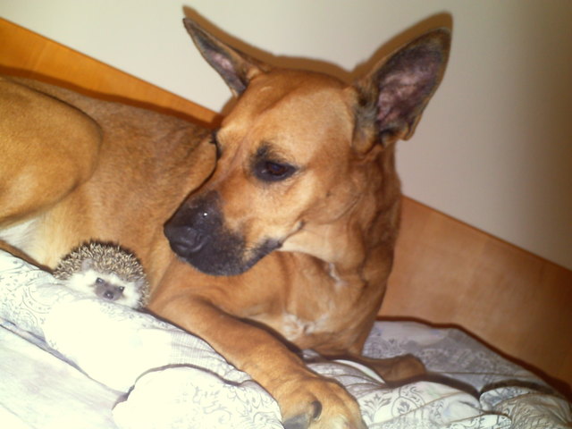 Was macht denn der Igel im Bett?