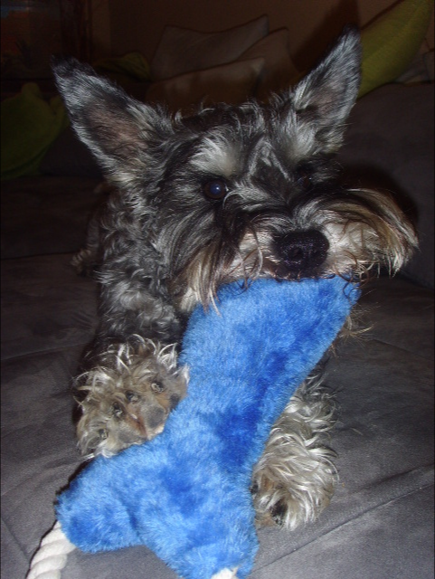 lacky´s lieblingsknabberli! kaum zu glauben..ich war einmal ein tierheimwuff...und heute bin ich schon ein kleiner dogdancestar! XD