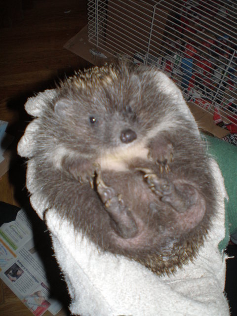 Baby Igelchen