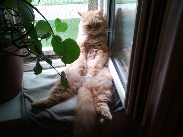 Der Garffield im Energiesparmodus