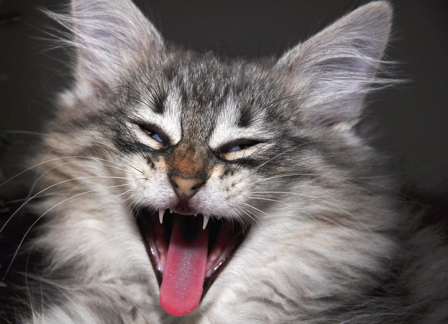 Norwegische Waldkatze