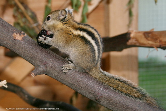 chin. Baumstreifenhörnchen - Pan