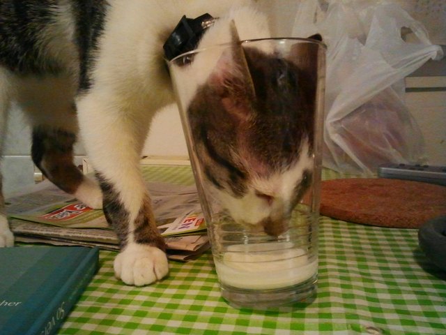 unsere milchratte rudi