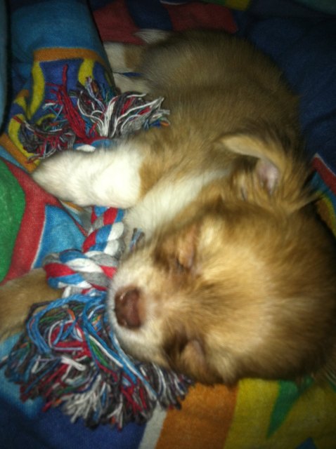 Selbst wenn ich schlafe kann man mir mein Lieblingsspielzeug nicht klauen :D