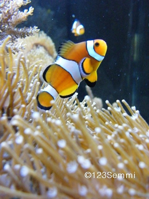 meine Clownfische im Aquarium
