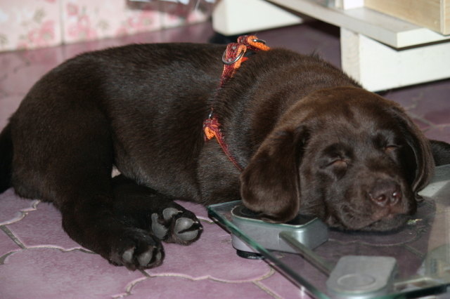 Wieviel ich wieg, ist mir egal.