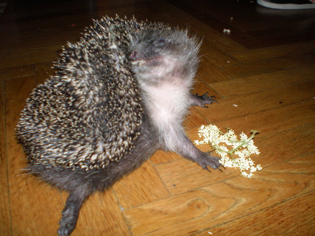 Gymnastik ist gesund :)