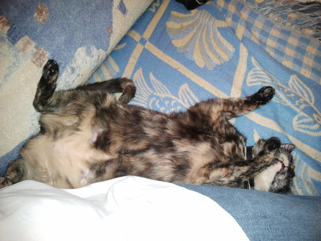 Mein Bauch ist schön rund und kunterbund