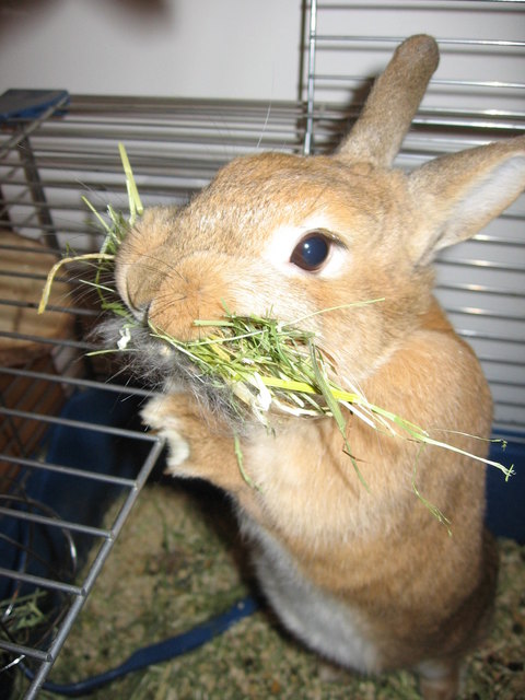 Hoppel baut ein Nest!!!