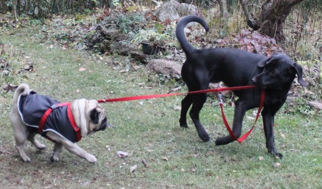 Chlody: "Toschi, komm wir gehen!"