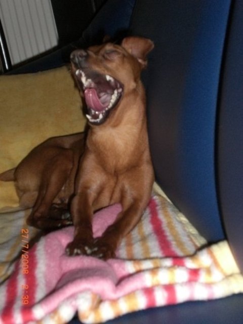 ohh bin ich müde.... gähnnn