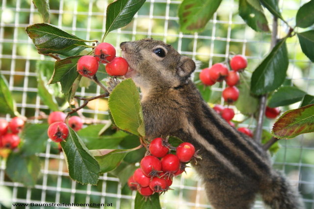 chin. Baumstreifenhörnchen - Tarzan