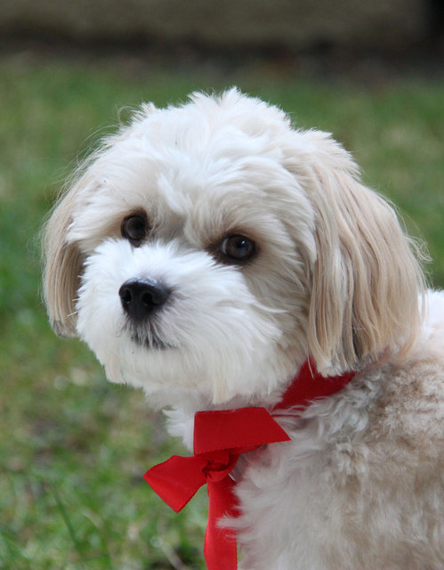 Dr. Toby, ein 2 1/2 jähriger Havanese in angemessener Festkleidung am 24.12.2011. Besonderheiten: Läutet selbsständig ein Glocke [ist an einer Schnur an der Terrassentür fixiert], wenn er in den Garten austreten muß.