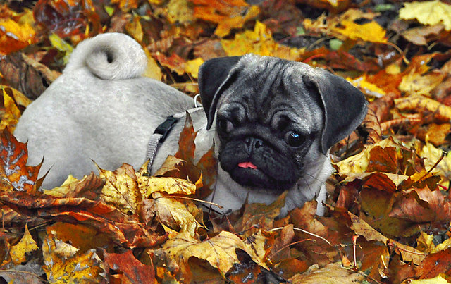 Freddy im Herbstparadies!