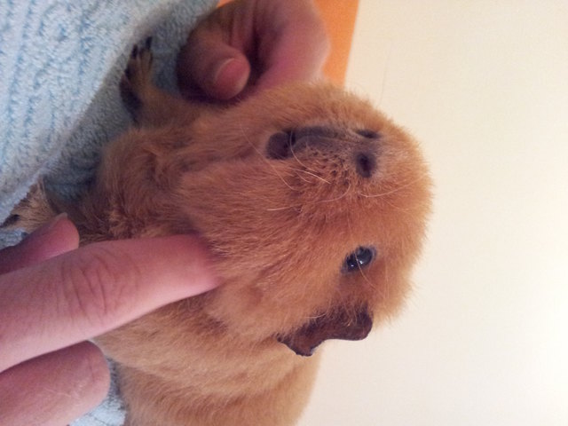 Babsy genießt die Streicheleinheiten