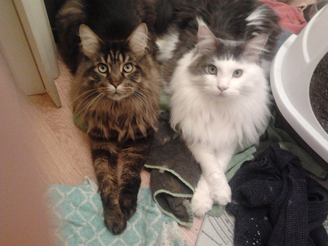 unsere Maine Coons Sammy und Lucky