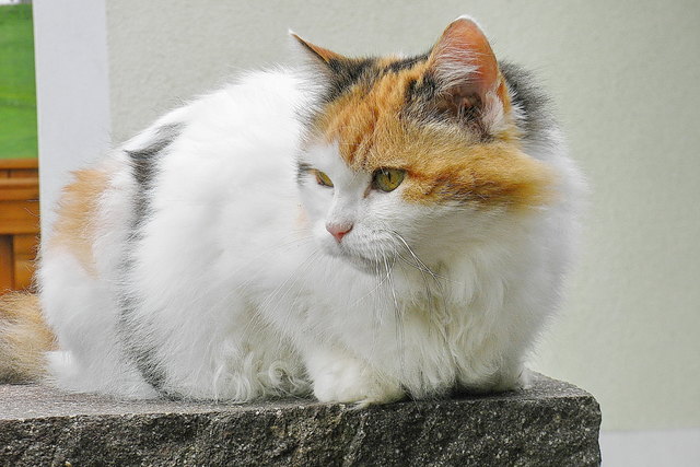 DREI FARBEN KATZE entspannt !