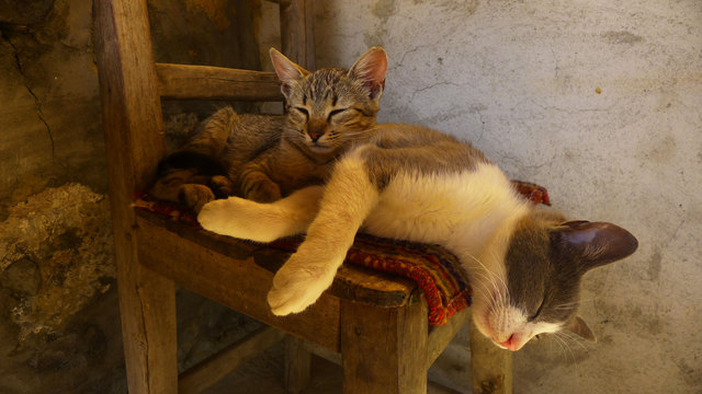 Sapica und Sivko halten ein Nickerchen