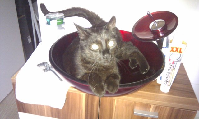 Tristan im Waschbecken