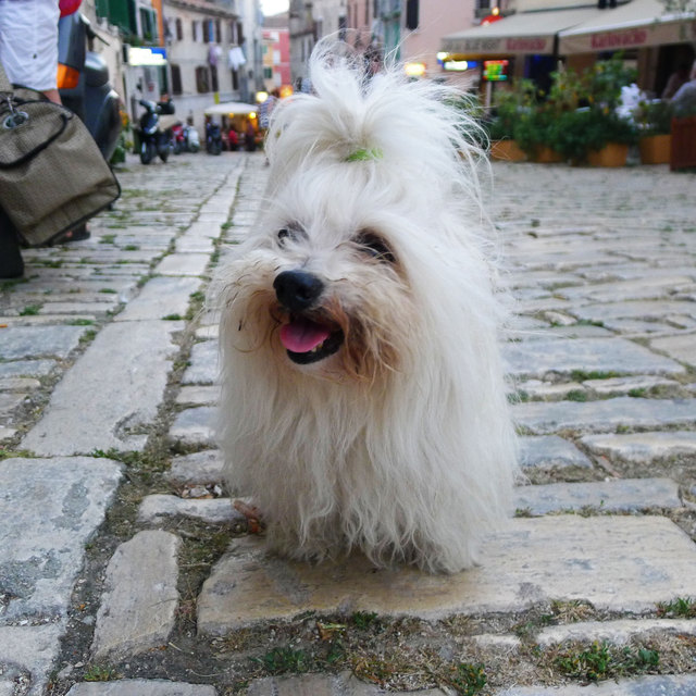 Tobi in Rovinj