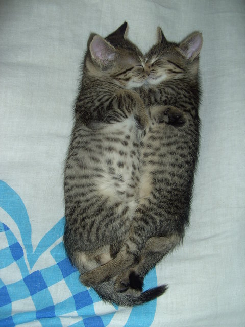 Und so etwas hat jemand im Alter von 3 Tagen in den Mistkübel geworfen. Zum Glück wurden sie gerettet und mit der Flasche aufgezogen.